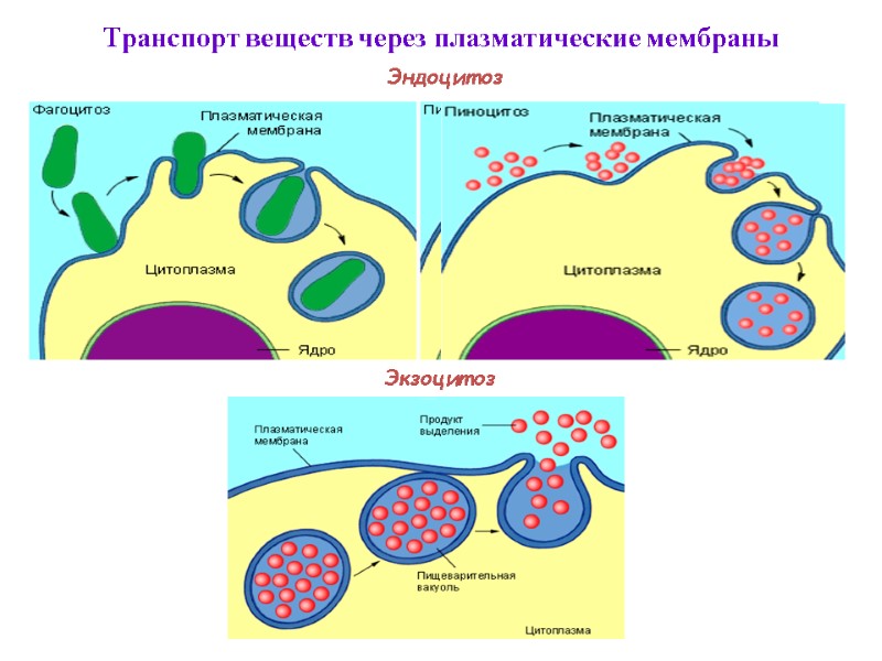 Транспорт веществ через плазматические мембраны  Эндоцитоз Экзоцитоз Экзоцитоз